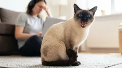 Il gatto siamese: la verità sul suo carattere, motivo per cui viene spesso ceduto
