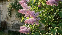 Lillà che crescono e fioriscono senza problemi: consigli utili per ogni giardiniere