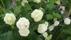 Potati e non fioriti: quali arbusti non vanno potati in primavera