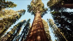 2000 anni di vita: la storia di un albero che ha attraversato le epoche