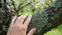 Queste macchie sui meli e sui peri possono dirvi molto sulle condizioni del vostro giardino — ed è più utile di quanto pensiate