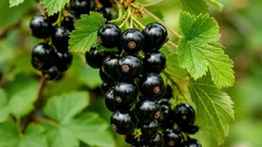 Perché il ribes nero è molto più di una semplice bacca gustosa e in che modo contribuisce alla vostra salute